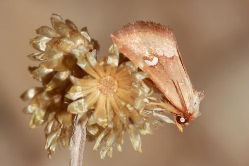 Haemerosia renalis