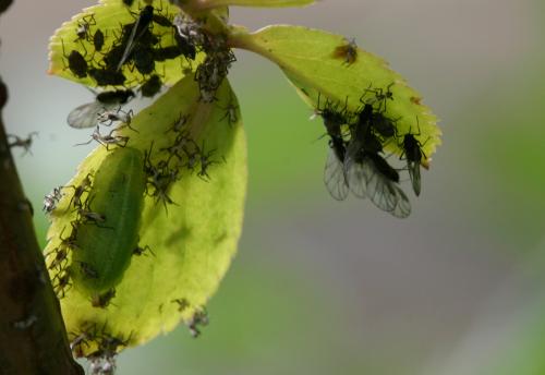 Réf. 74 256 : Epistrophe eligans