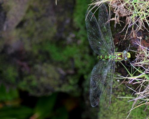 Aeshna cyanea