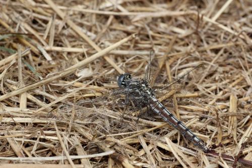Orthetrum brunneum