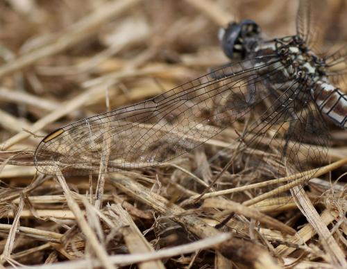 Orthetrum brunneum
