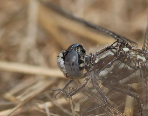 Orthetrum brunneum
