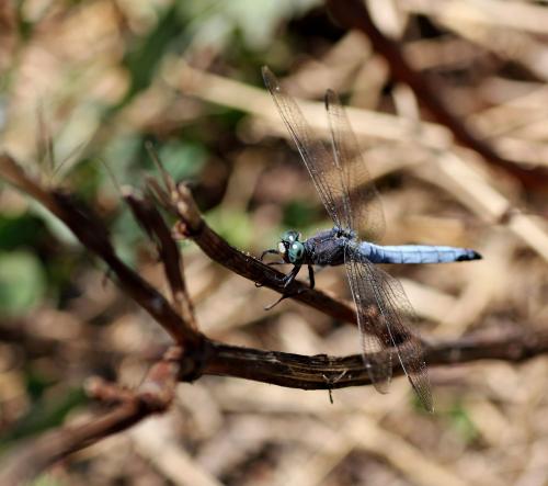 Orthetrum coerulescens