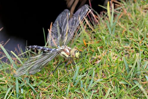 Aeshna cyanea