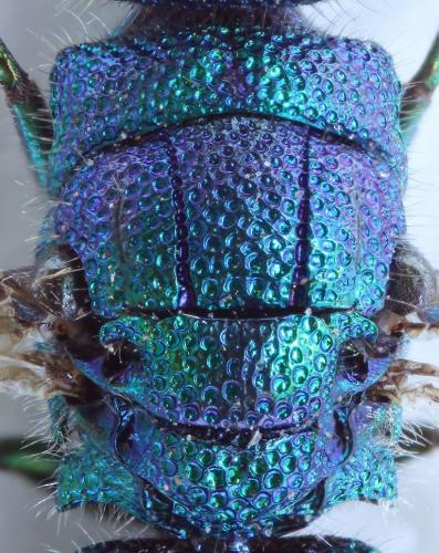 Trichrysis cyanea