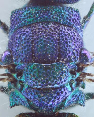 Chrysis terminata