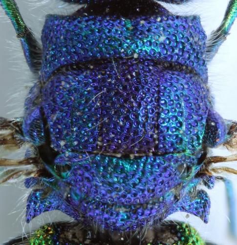 Réf. 74 535 : Chrysis inaequalis
