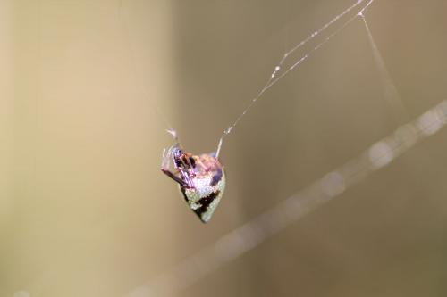 Argyrodes argyrodes