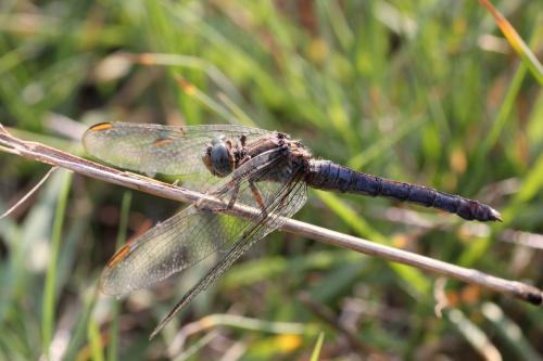 Orthetrum coerulescens