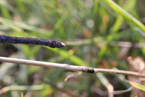 Orthetrum coerulescens