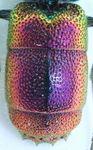 Chrysis terminata