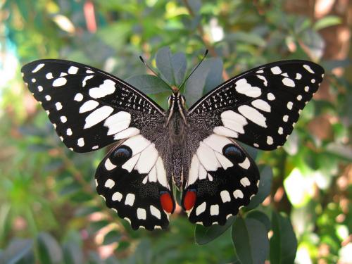 Papilio demoleus