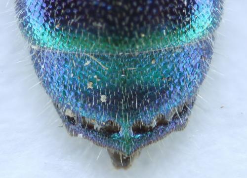Réf. 74 019 : Trichrysis cyanea