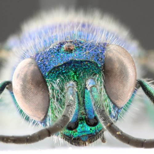 Réf. 74 812 : Chrysis inaequalis