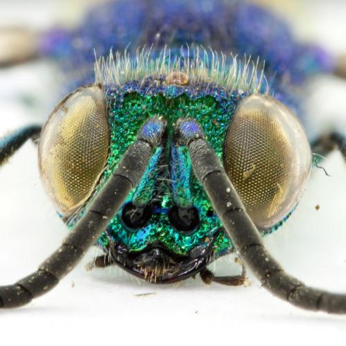 Réf. 74 810 : Chrysis terminata
