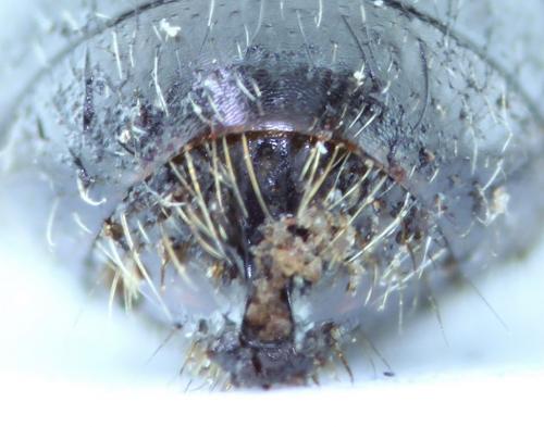 Réf. 74 298 : Pemphredon lugubris
