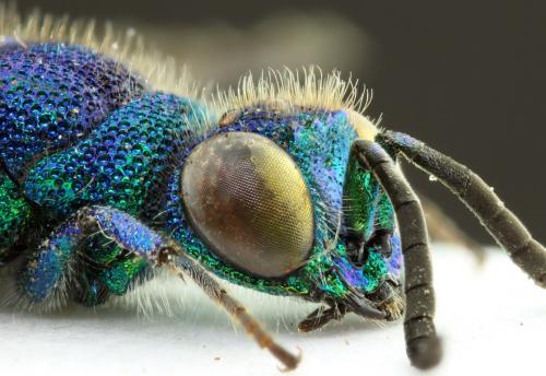 Chrysis terminata