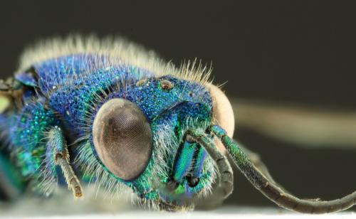 Réf. 74 813 : Chrysis inaequalis