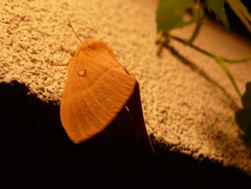 Lasiocampa quercus