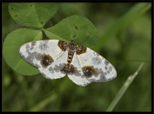 Réf. 74 755 : Abraxas sylvata