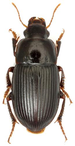 Harpalus froelichii