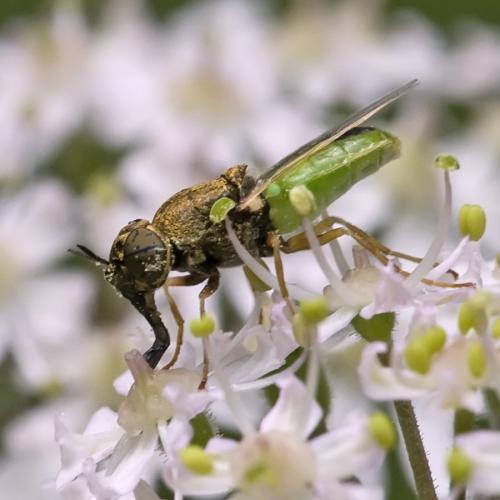 Réf. 74 237 : Oplodontha viridula