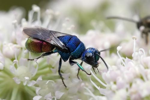 Réf. 74 335 : Holopyga sp.