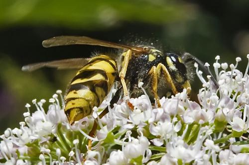 Vespula vulgaris
