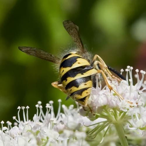 Vespula vulgaris
