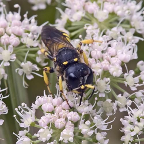 Réf. 74 134 : Ectemnius fossorius