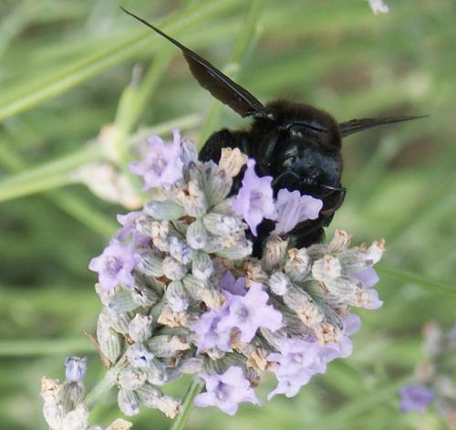 Xylocopa sp.