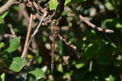 Aeshna mixta