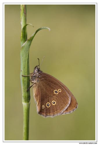 Aphantopus hyperantus