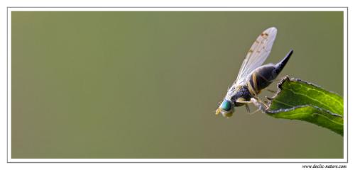 Réf. 74 204 : Acanthiophilus helianthi