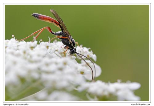 Réf. 74 681 : Lissonota cruentator