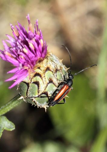 Réf. 74 500 : Stenurella melanura