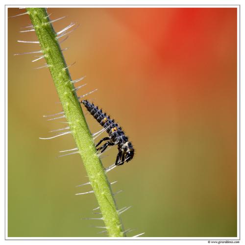 Coccinella septempunctata