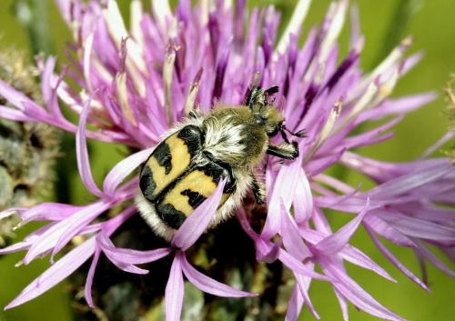 Réf. 74 272 : Trichius sp.