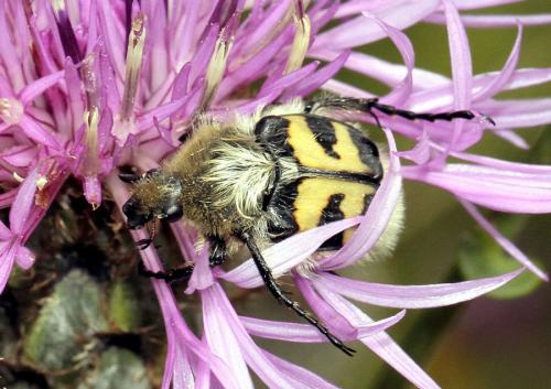 Réf. 74 399 : Trichius sp.
