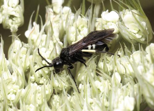 Cephaledo sp.