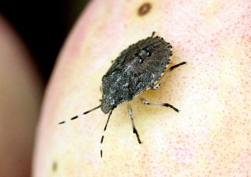 Rhaphigaster nebulosa
