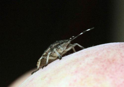 Rhaphigaster nebulosa