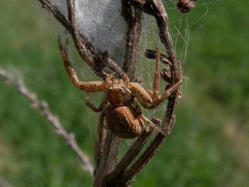 Xysticus sp.