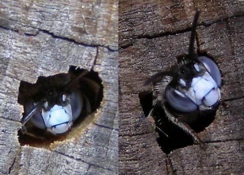 Amegilla albigena