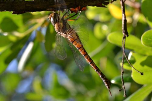 Aeshna mixta