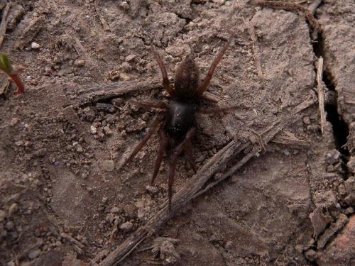 Haplodrassus sp.