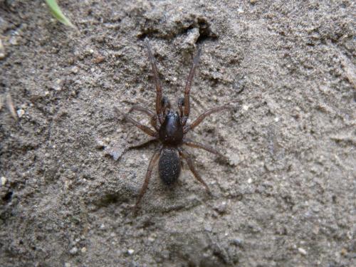 Haplodrassus sp.
