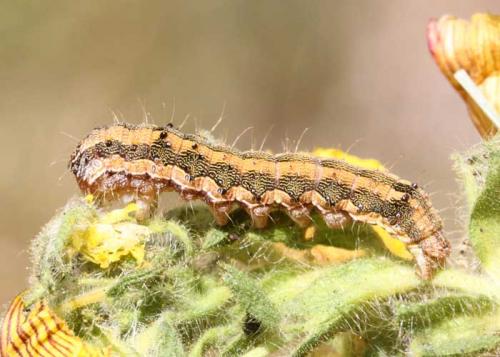 Helicoverpa armigera