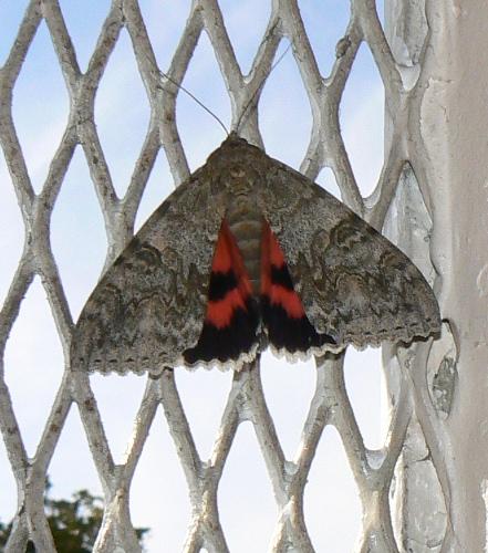 Catocala nupta