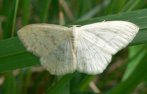 Réf. 74 927 : Scopula floslactata
